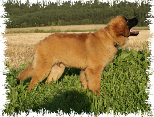 Leonberger s PP