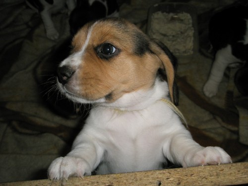 Beagle tricolor