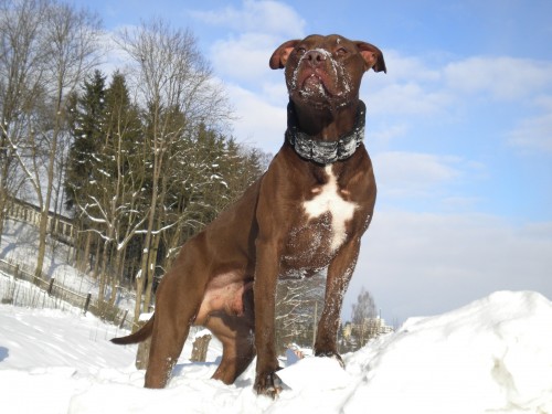 Nabzm ke kryt psa Americkho pitbull terriera.