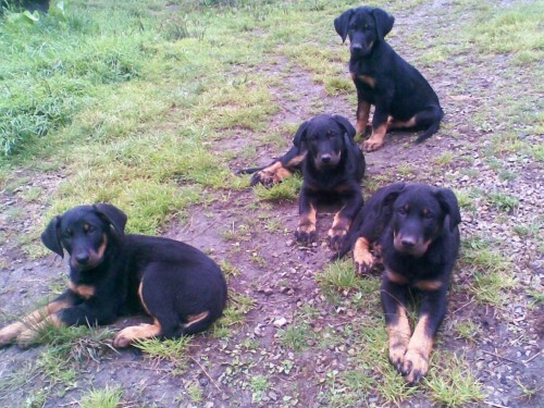 BEAUCERON - Francouzsk ovk