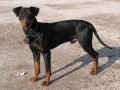 ztatil se nmeck pin