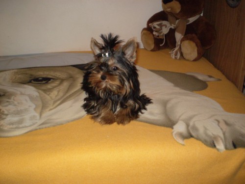 york��rsk� terier �t�n�