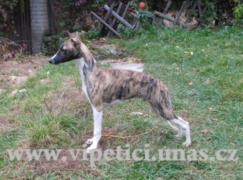 whippet-vipet