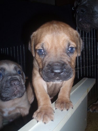 Cane Corso bez PP