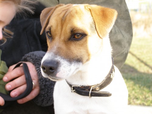 JACK RUSSELL TERIR S PP