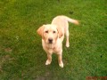 labrador