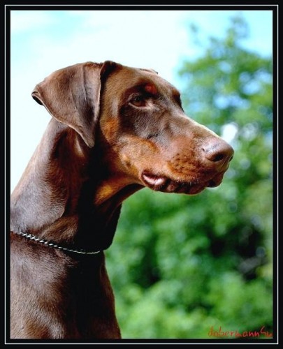 �t��ata dobrman� s PP