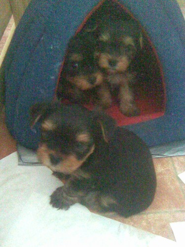 Jork��rsk� teri�r bez PP - kr�sn� �t���tka - �atec