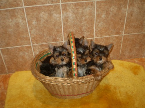 york��r��ci �t�natka