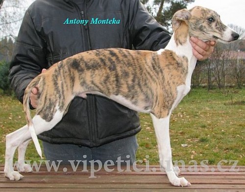 vipet-whippet