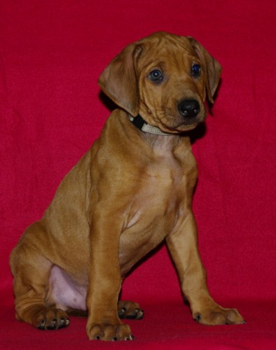 Rhodesian Ridgeback s PP  ihned k odbru