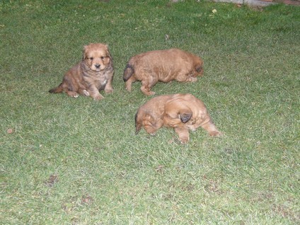 tata kence bernskho psa a labradora