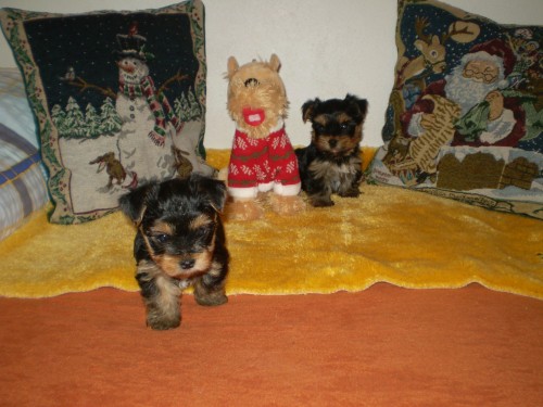 jork��rsk� terier