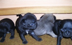 Mops - tata bez pp
