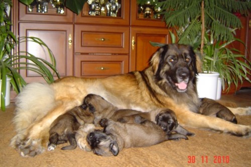 tn leonberger s PP