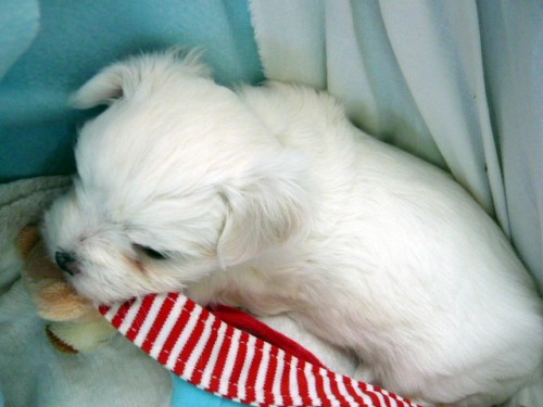 malt�zsk� ps�k