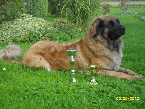 ttka Leonberger