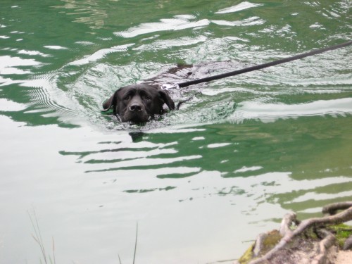 Nabdka kryt Labrador Retriever