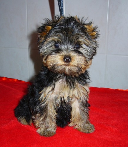 �t���tka Jork��rsk�ho teri�ra 