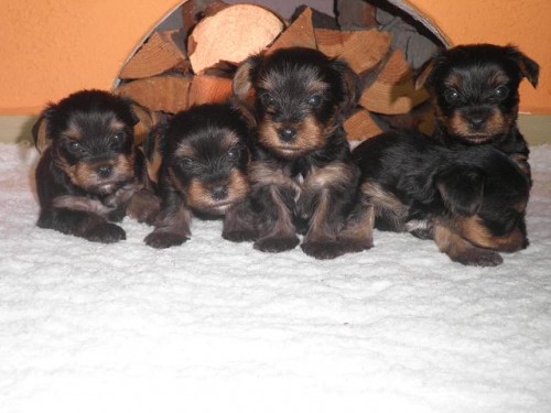 Jork��rsk� teri�r - �t���tka s PP