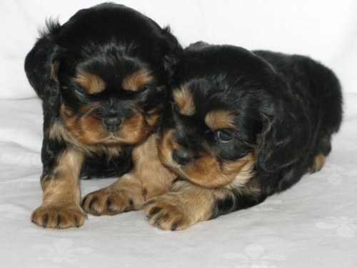 ttka Kavalr King Charles Spaniel s PP