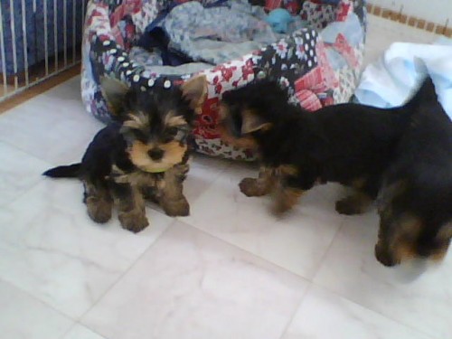 �t�n� - pejska Jork��rsk�ho teri�ra s PP