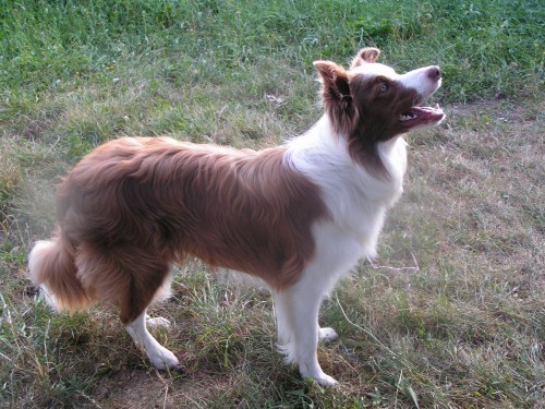 Nabdka kryt border collie s PP