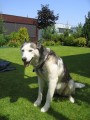 Ztratila se sibisk husky