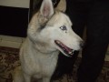 Stle hledme psa Sibisk husky
