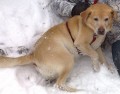 ztrta labrador o. Teplice