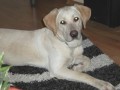 ztrta pes .labradora - o. Karvin
