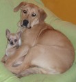 kenka labradora a fily - o. Cheb