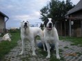 ztratil se ernobl pes a bl fena stedoasiati
