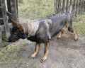 Fena vlka
