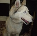 Sibisk Husky s jizvou u oka - Domalicko, Klatovy