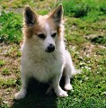 Ztrta mal hluchoslep kenec - Bza u Chebu