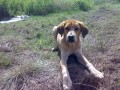 ztratil se pes Maiki