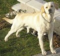 Ztrta pes labradora - Kozkov, o.Semily