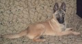 Ztrta feny malinois - Velk Pavlovice, o.Beclav