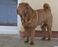 Zeva