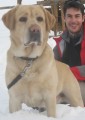 Zlat labrador