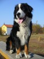 STLE HLEDM BERNSKHO SALANKA!!!