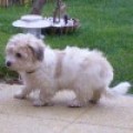 Coton de Tular