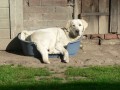 Labrador