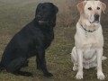 Bl a ern Labradorsk retrvr