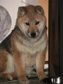 Shiba inu 