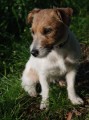 ZTRACEN PES - Jack Russel Terier - Venory (Praha - zpad)