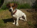 Jack Russell Terir