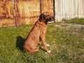 : Rhodsk ridgeback