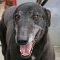 Ztratil se ern greyhound Samson